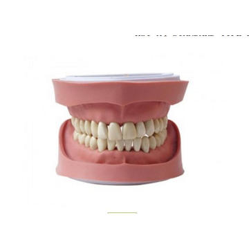 Standard K Study Model of 28teeth